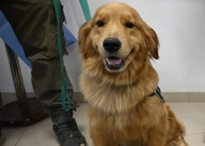 Córdoba inicia el debate para modernizar la ley de perros guía y de asistencia