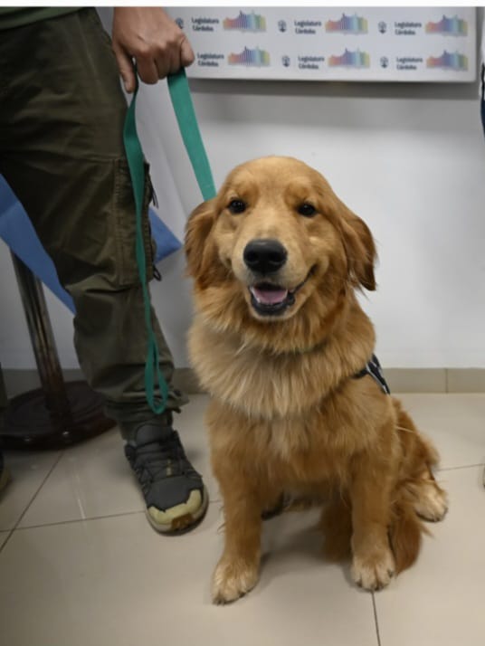 Córdoba inicia el debate para modernizar la ley de perros guía y de asistencia