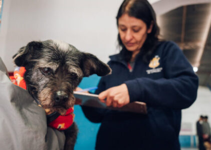 La Municipalidad continúa la campaña antirrábica y suma operativos en los barrios: conocé el cronograma